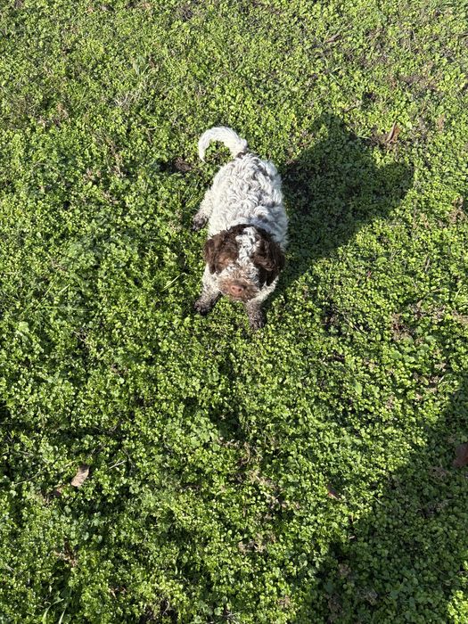 Кученцето е със  1 и 2 ваксина