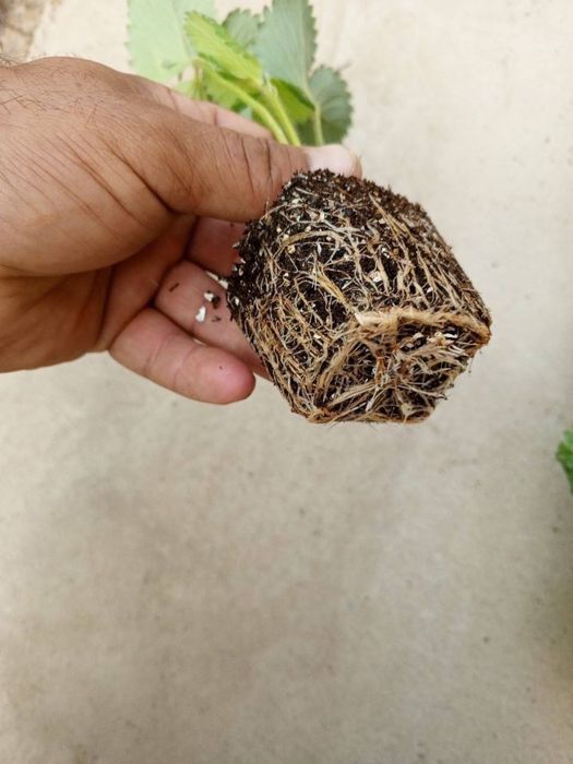 Рассада/кочат клубнини Соль-Хянг ( Юж.Корея)