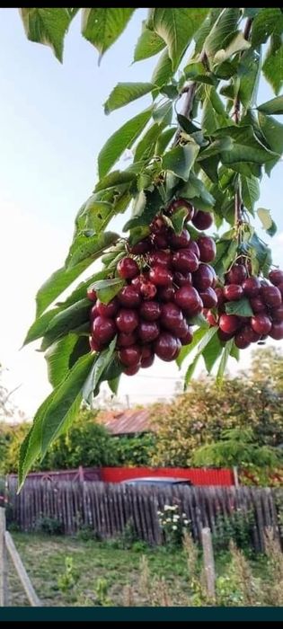 Pomi fructiferi:Nuci.Castan.Migdal.Alun.Aronia.Afin.Ciresi.Visin.Rodiu