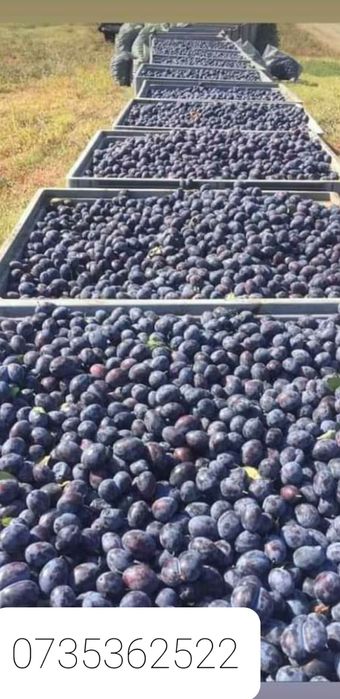 Prune de cea mai bună calitate pentru a obține o băutură tradițională