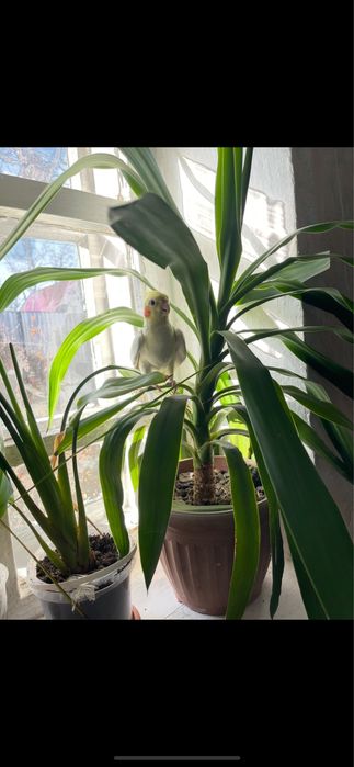 Попугай корелла