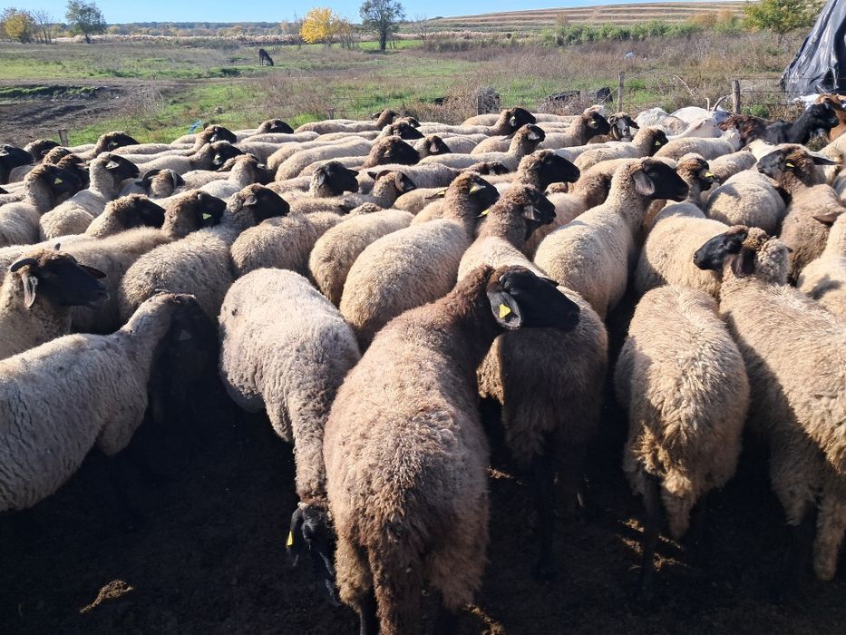 Vand 100 de oi carabase pure bune de prasila
