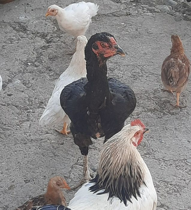 Дені сау жақсы күтілген