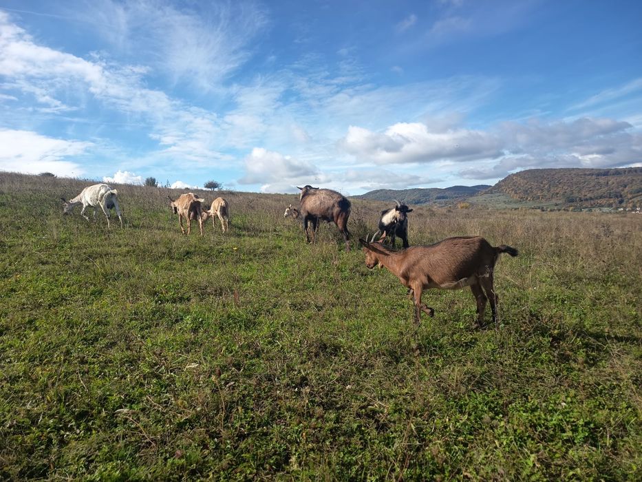 Animale capre de lapte foarte bune pret negociabil