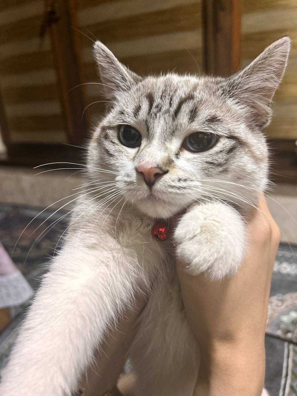Отдаю кошку в добрые руки
