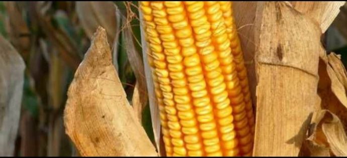 Vând porumb boabe 2026