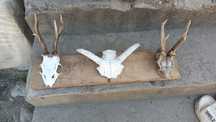 Vând trofee caprior
