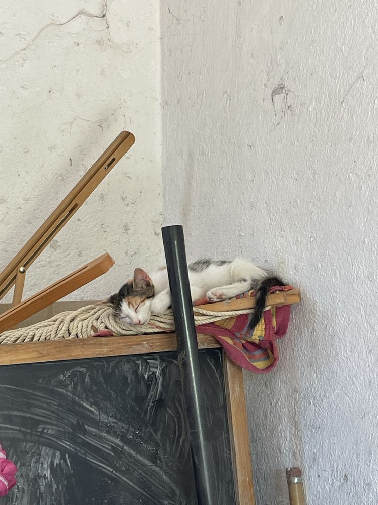 Подарявам котенца