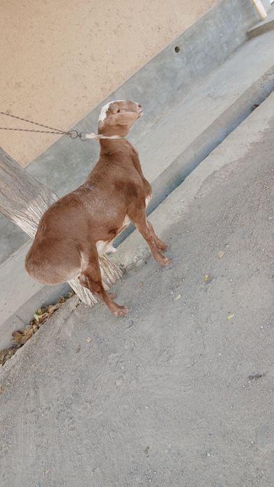 Quchqor bara sotiladi