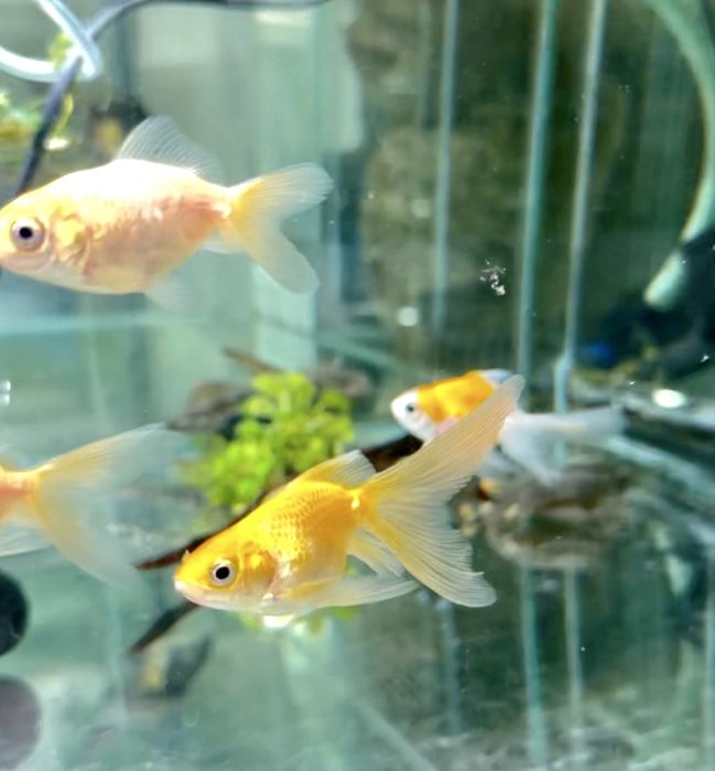 Золотые рыбки разных размеров нашего разведения