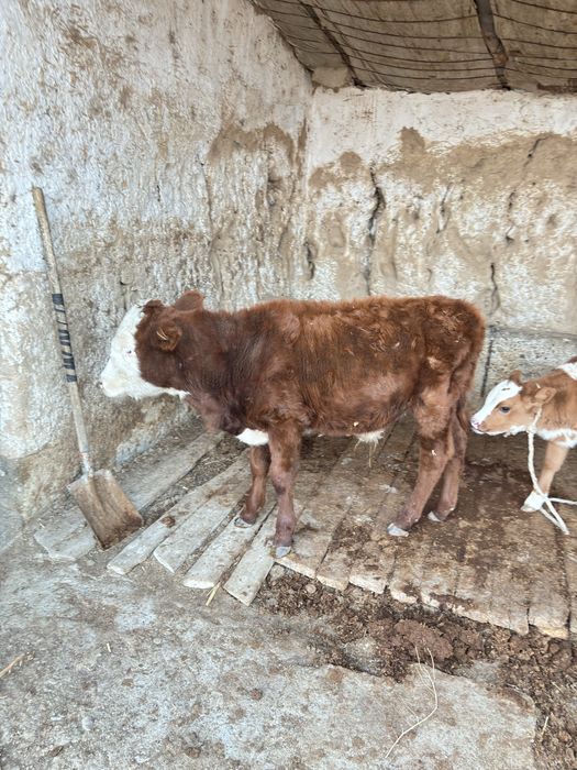 Бузаулар сатылады 2еуи еркек 1еуи ургашы