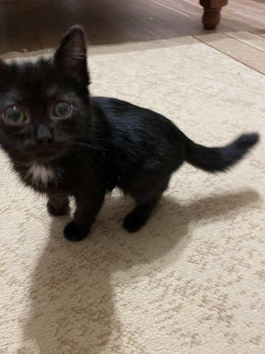 Отдам котенка.