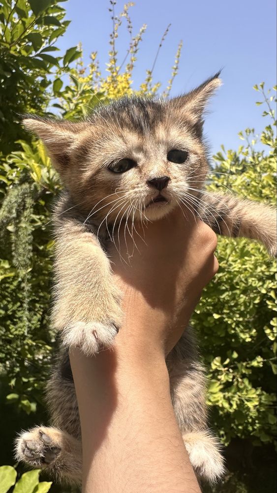 Котята скоттиш страйт