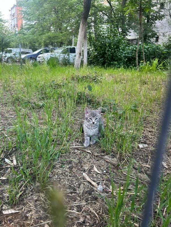 Pisici pt adoptie