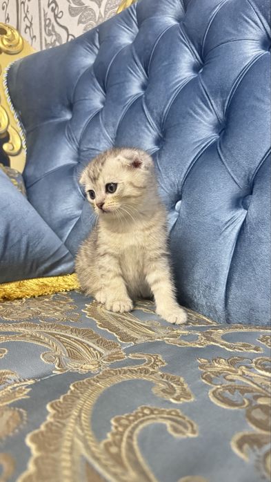 Arzonga seribristiy quloqchasi qaytgan shinshilla mushukcha