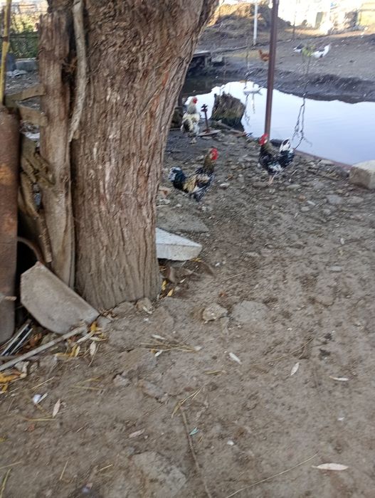 Vând cocosii tineri de anul acesta