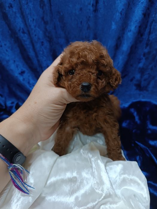 Той пудель.мальчик