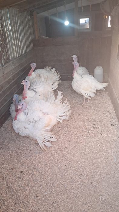 Curcani albi de vânzare de la 10kg la 15 kg