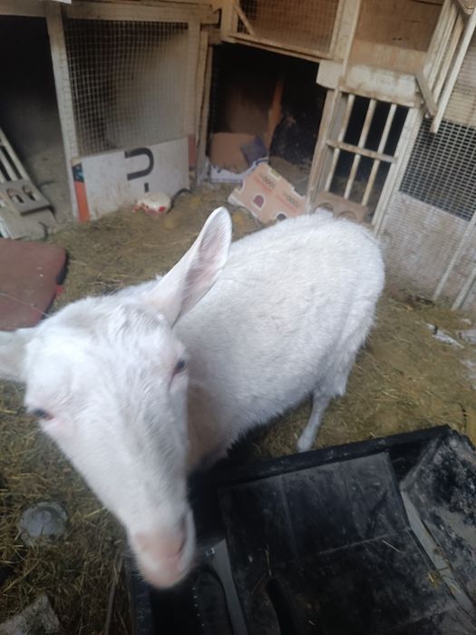 Варненский коза 2 годика