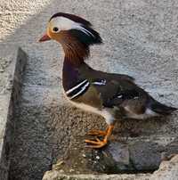 Rățoi mandarin, mandarina