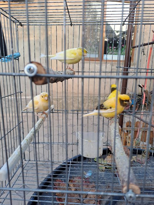 Продаются Канарейки
