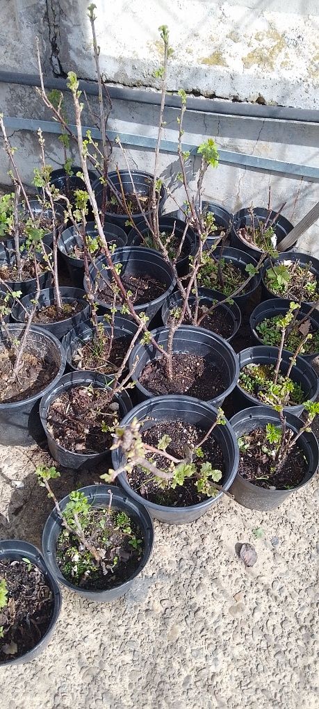 Vindem trandafiri de dulceață la ghiveci și coacăz roșu la ghiveci