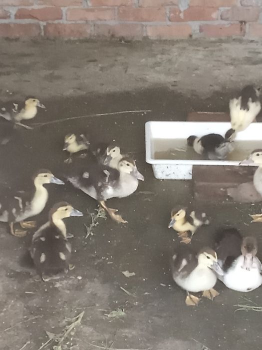 Pui de rata lesesti își caută casa noua