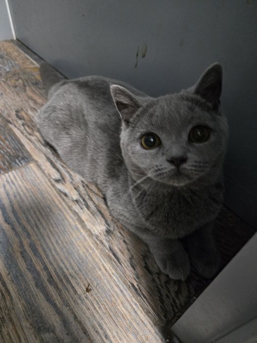 Британска късокосместа, котета