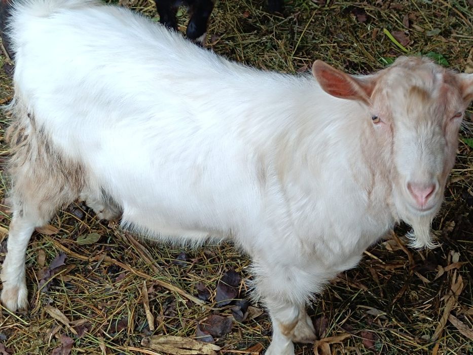 Vând capre și iezi