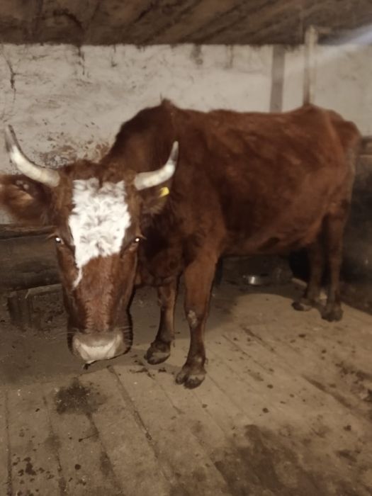 Продам двух коров мясо молочной породы
