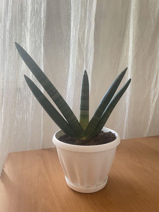 Сансевиерия цилиндрическая Бонсель