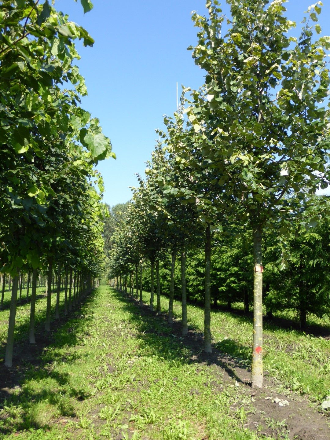 Copaci, Mesteacan Betula, Tei, Platan, Acer Tilia Artar Salcam Catalpa