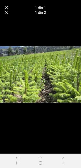 Puieți. SALCÂM cu prindere suta la suta ofer certificat de recoltare