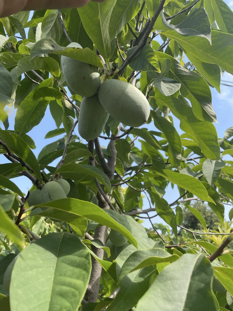 Asimina triloba, American papaw,индиански банан!