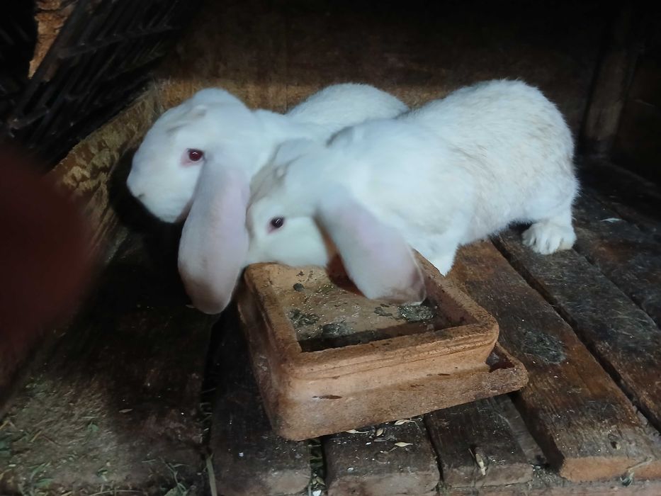 vinzari iepuri de casa