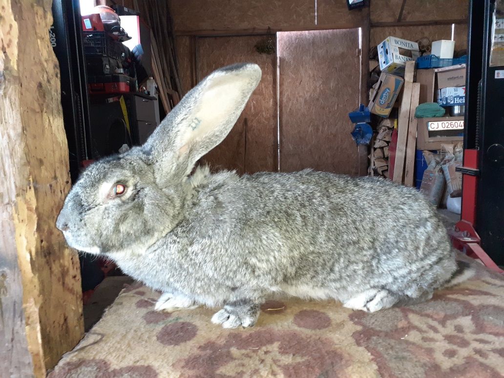 Femela urias german chinchilla