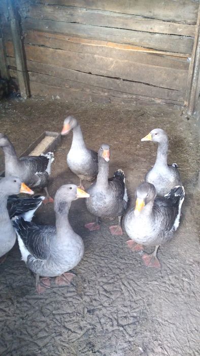 Продам Гуси упитанные