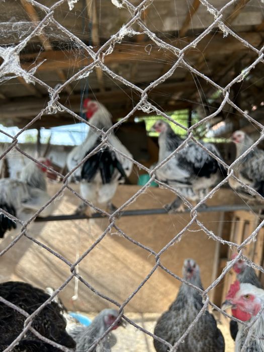 Vand gaini, sunt de anul asta si au inceput ouatul