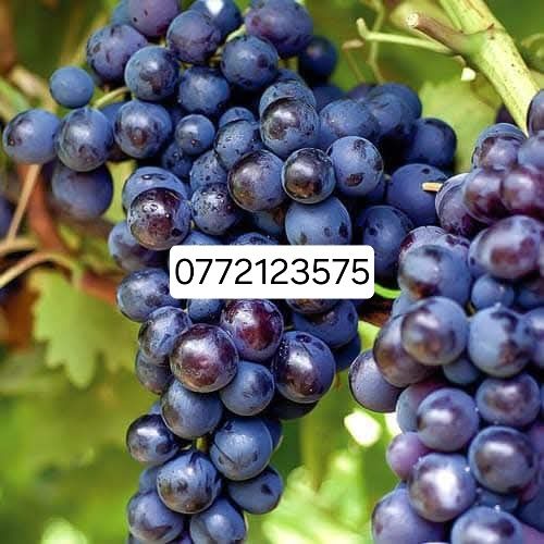 Butasi vita de vie altoita și hibrid