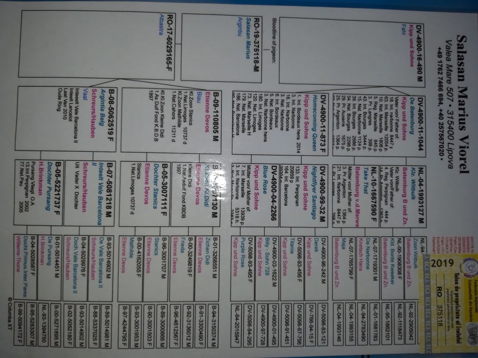 Porumbei părinți și bunici cu pedigree