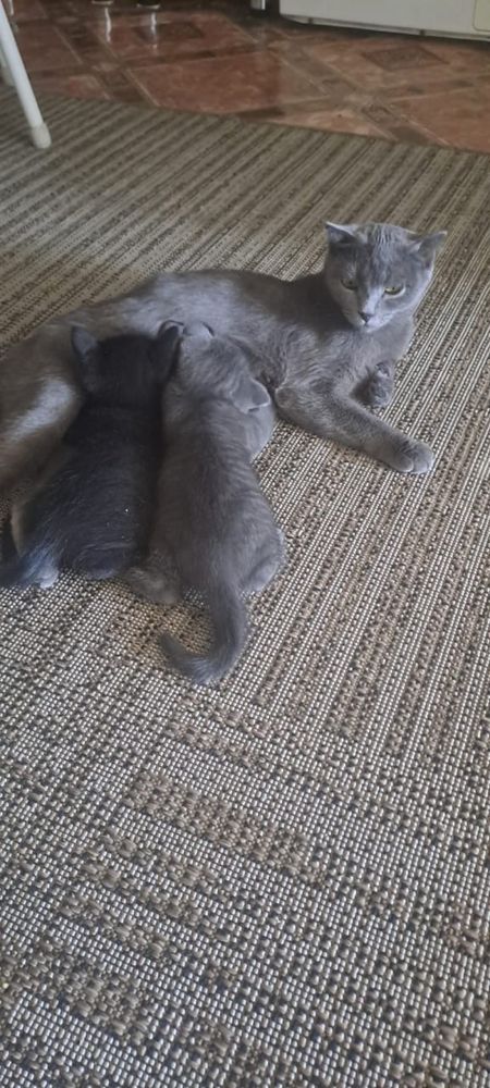Котята 1 месяц.