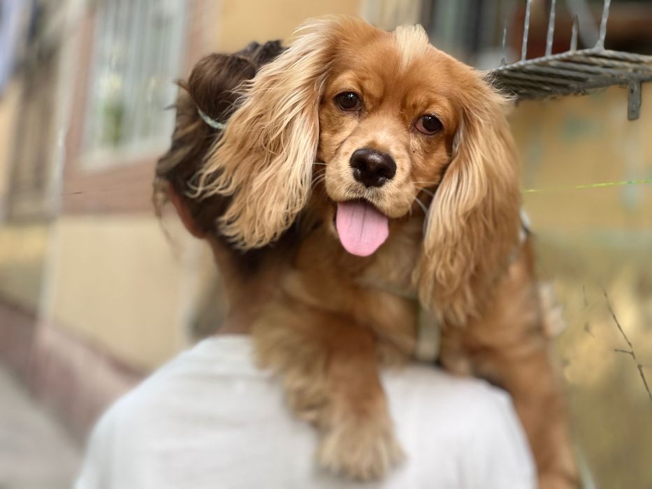 Продается девочка англо американский Кокер