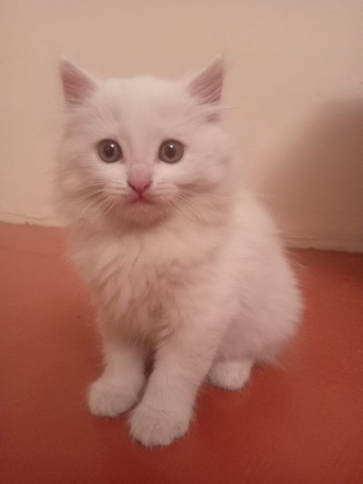 Продам породистого котенка.Порода:турецкая ангора.Цена:25000 тг