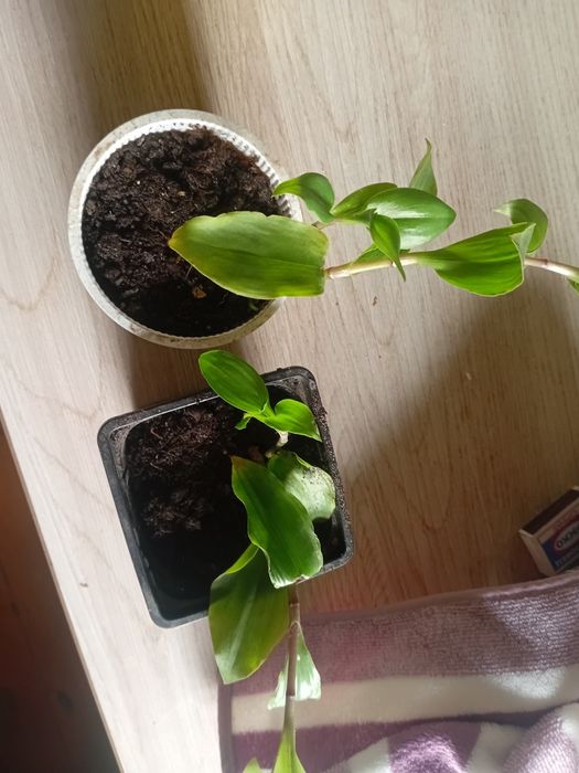 Продам ускоренные