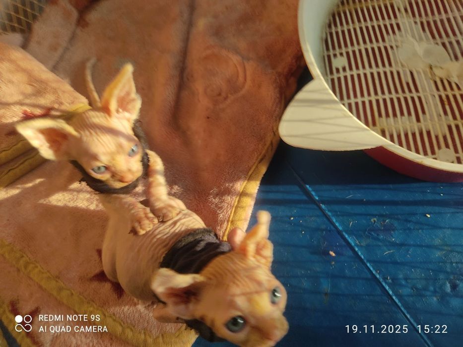 Продаются котята сфинксы