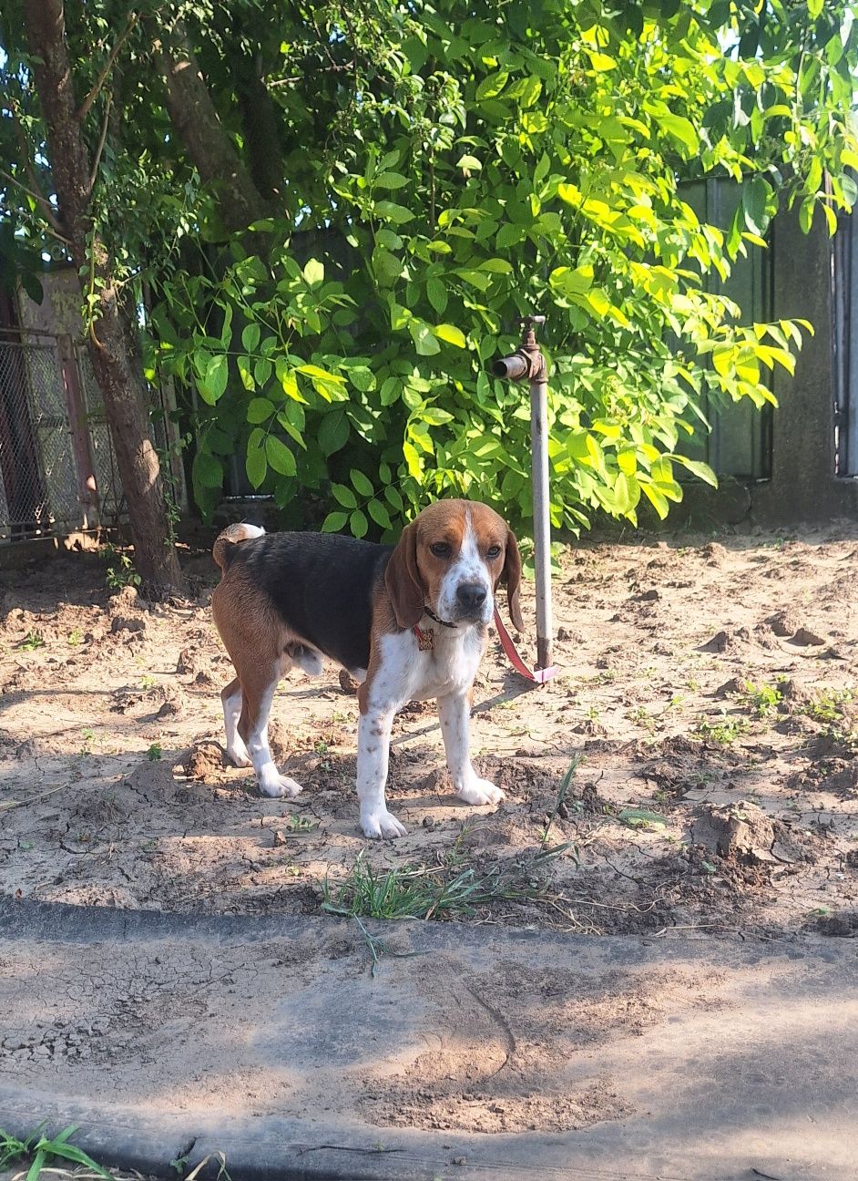 Oferta! Beagle, baietel, la un pret mic