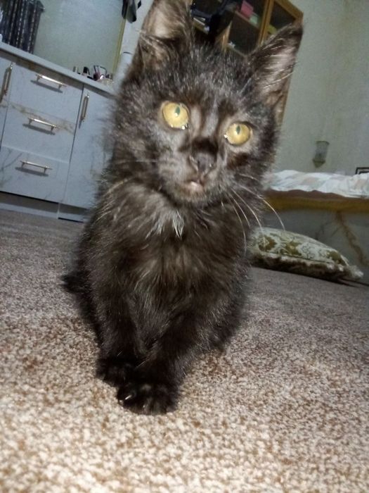 Mushuk bolasi tekinga yaxshi insonlarga bermoqchimiz erkak muwuk