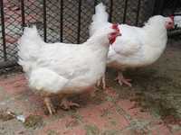 Петли Бройлери млади петлета, кокошки, носачки,пилета, яйца, ярки, кок