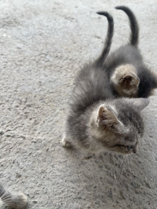 Кошки подвются , mushuklar sotiladi