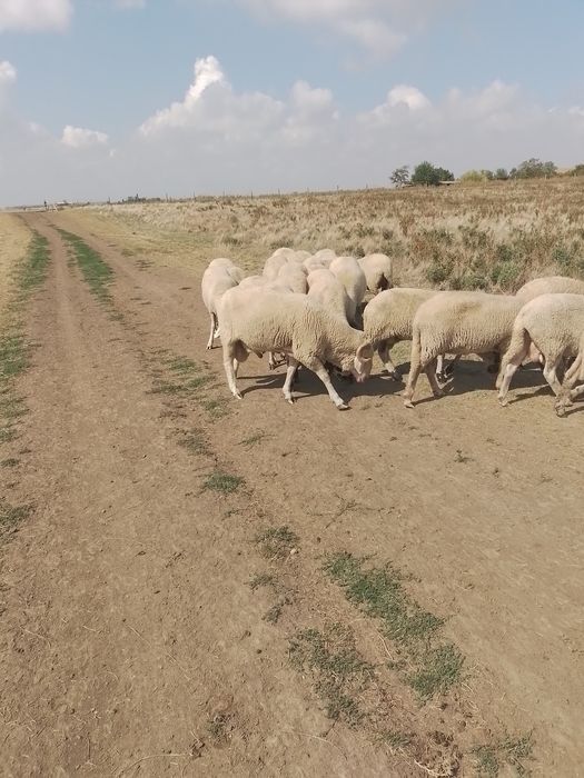 Vând oi țigăi, pe ales
